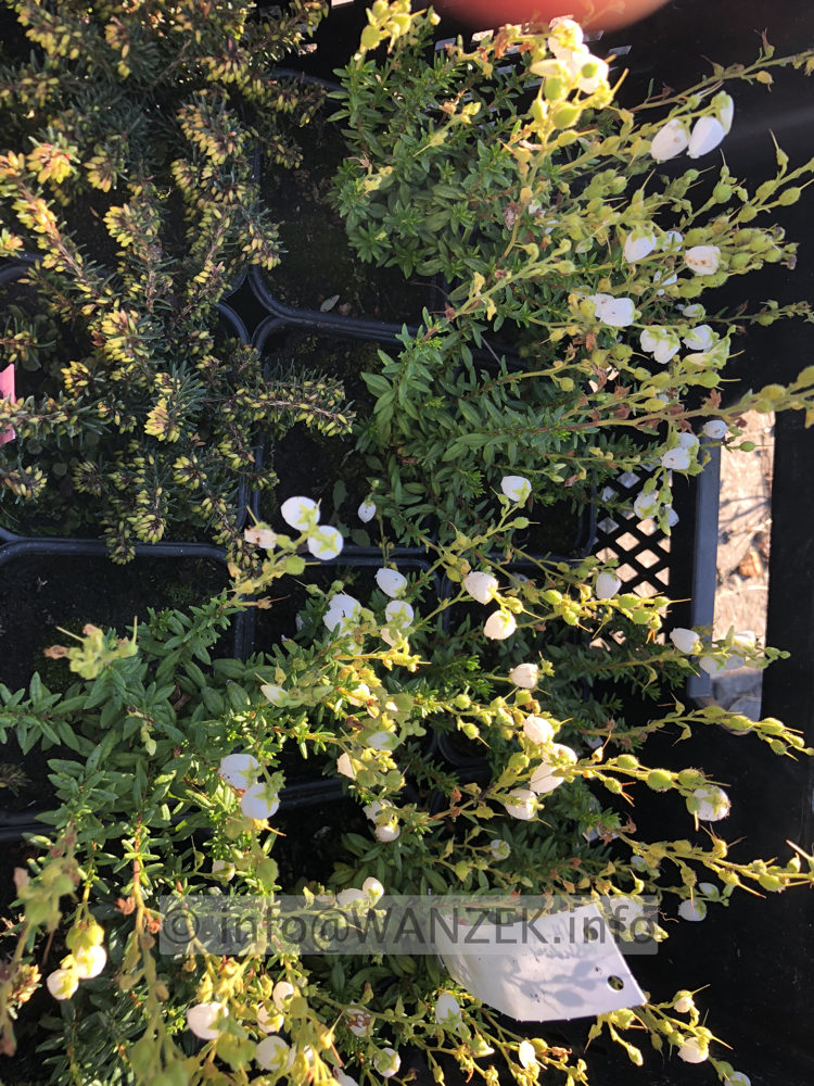 Daboecia cantabrica Alba 01.JPG